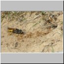Philanthus triangulum - Bienenwolf w37a beim Nestbau - Sandgrube Niedringhaussee.jpg